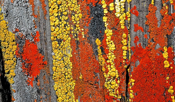 Lichens crustacés sur schiste.