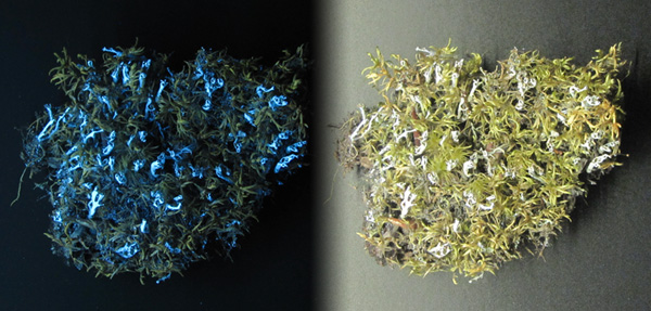 Collage : un spécimen de cladonie cénote, Cladonia cenotea, et de mousse plumeuse, Pleurozium schreberi, sous une lumière blanche et sous rayonnement U.V., montrant la fluorescence des lichens.