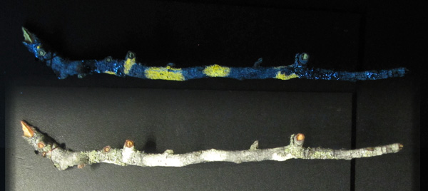 Collage : une section de branche couverte de lichens sous une lumière blanche et la même branche sous rayonnement U.V., montrant la fluorescence du lichen.