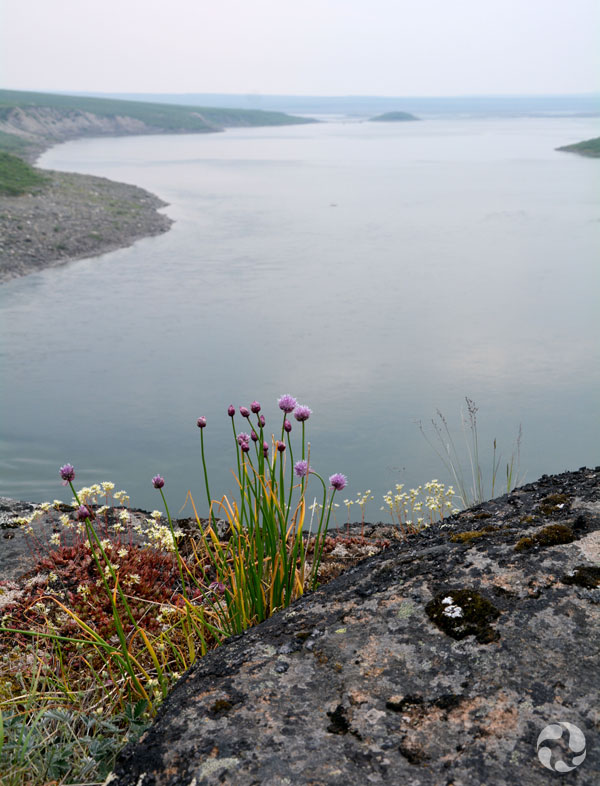 Vue d'un cours d'eau avec des oignons sauvages (Allium schoenoprasum) au premier plan.