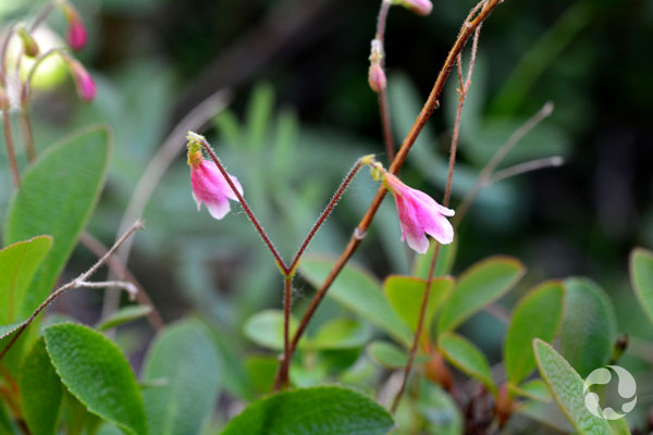 Linnée boréale (Linnaea borealis) en fleur.