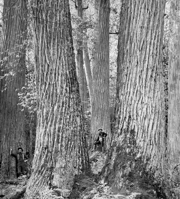 Deux hommes au pied d’immenses arbres.