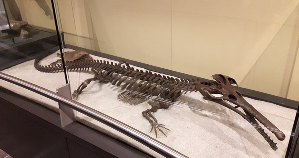 Un squelette mis sur pied de Champsosaurus natator.