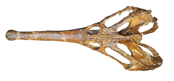 Un crâne de Champsosaurus