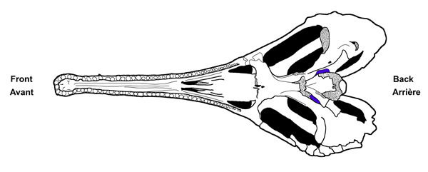 Dessin schématique d'un crâne de Champsosaurus